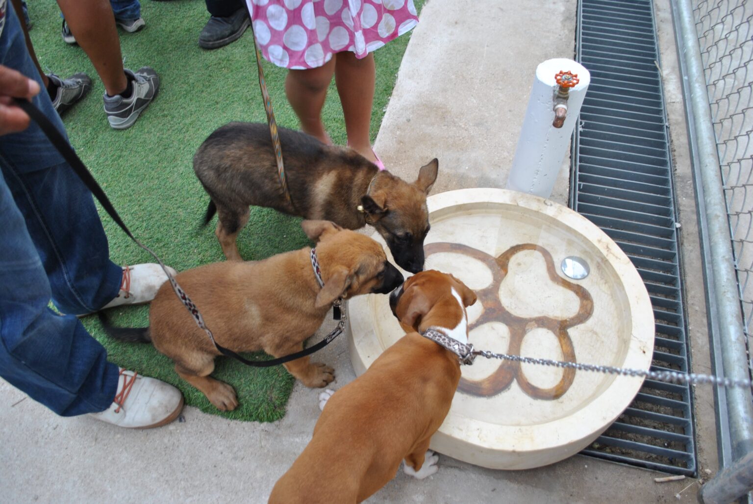Parque Canino Peek Park