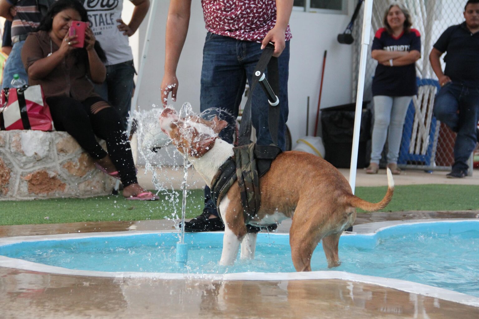 Parque Canino Peek Park