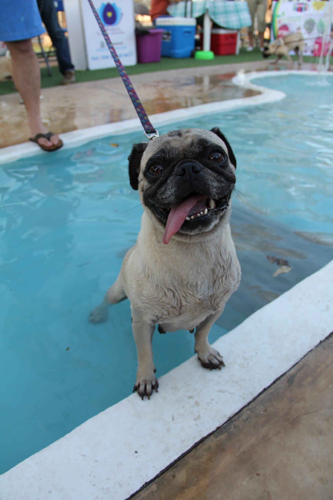 Parque Canino Peek Park