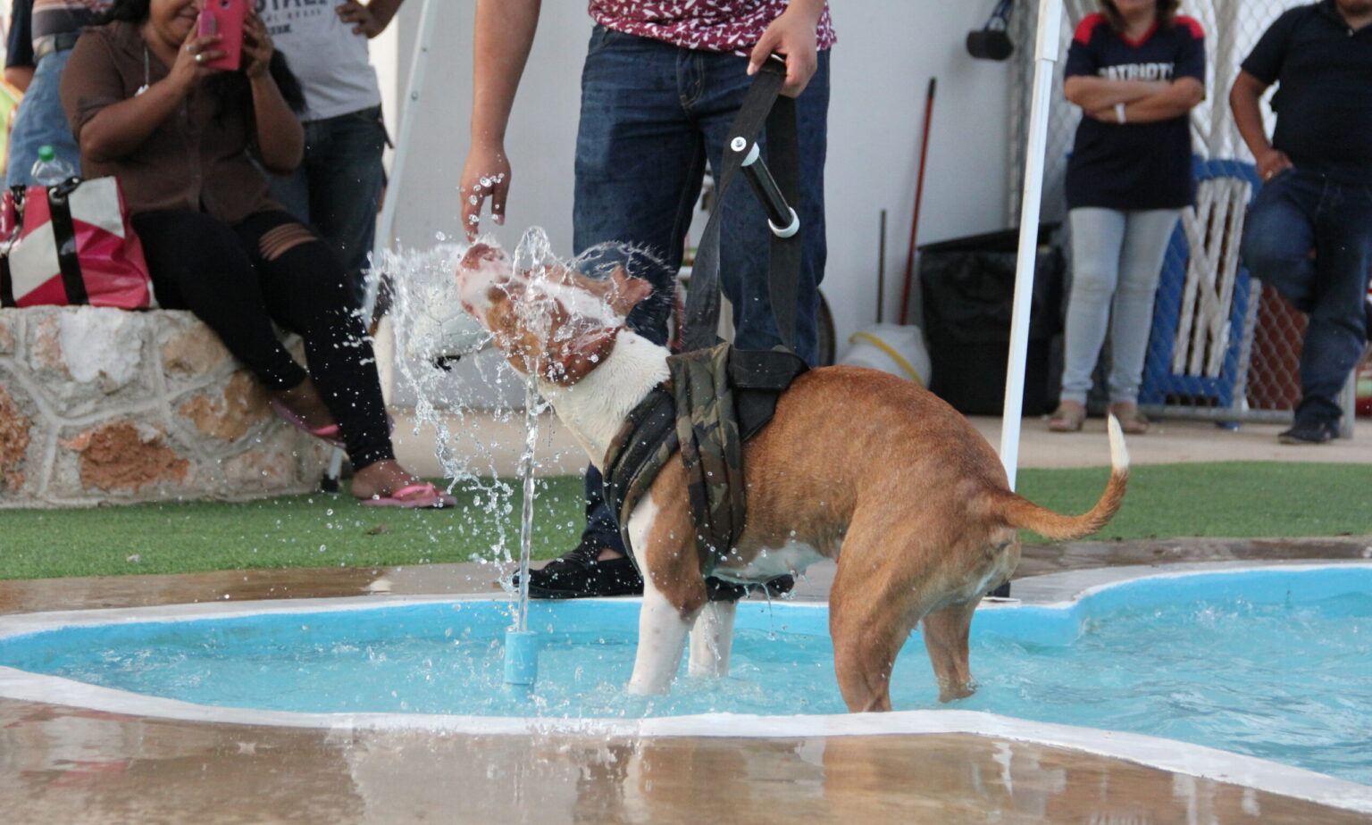 La evolución de los parques para perros y las tendencias para 2025